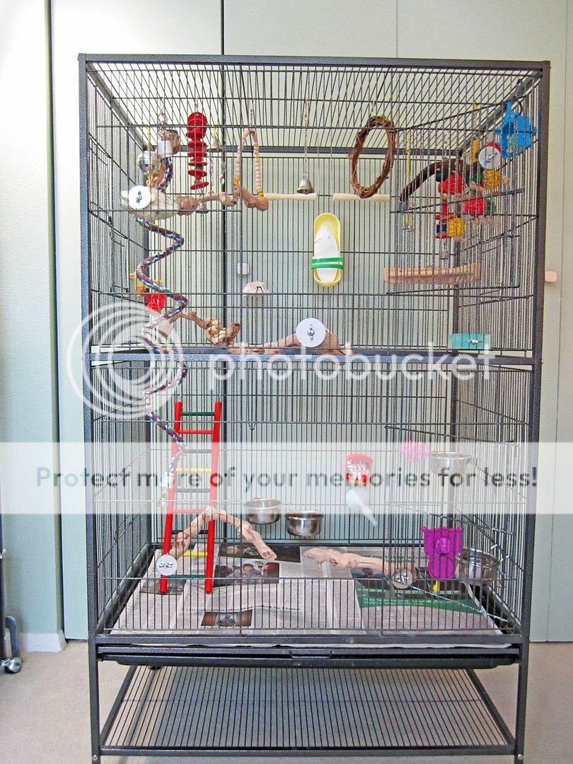 How to fully use the height of the cage? Talk Budgies Forums